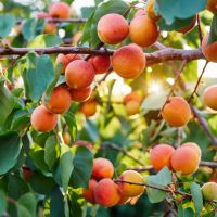 Many apricots in a branch