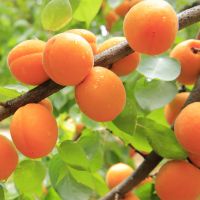 Close up of Apricots growing