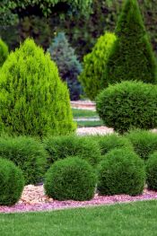 arborvitae shrubs in landscape
