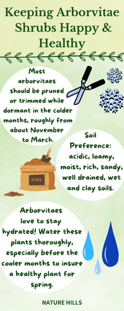 arborvitae shrub care inforgaphic