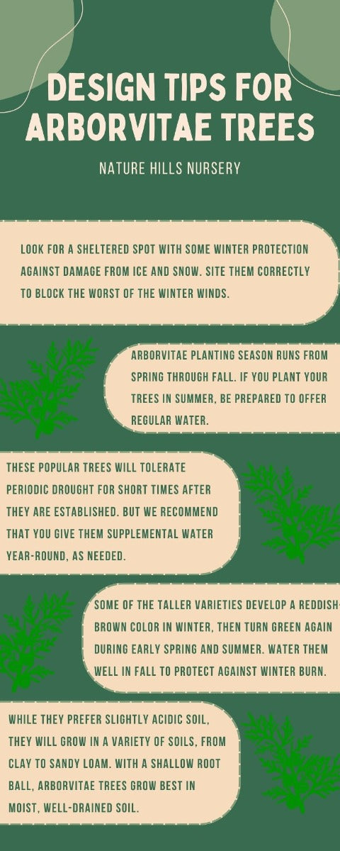 arborvitae trees infographic
