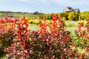 barberry bush fall