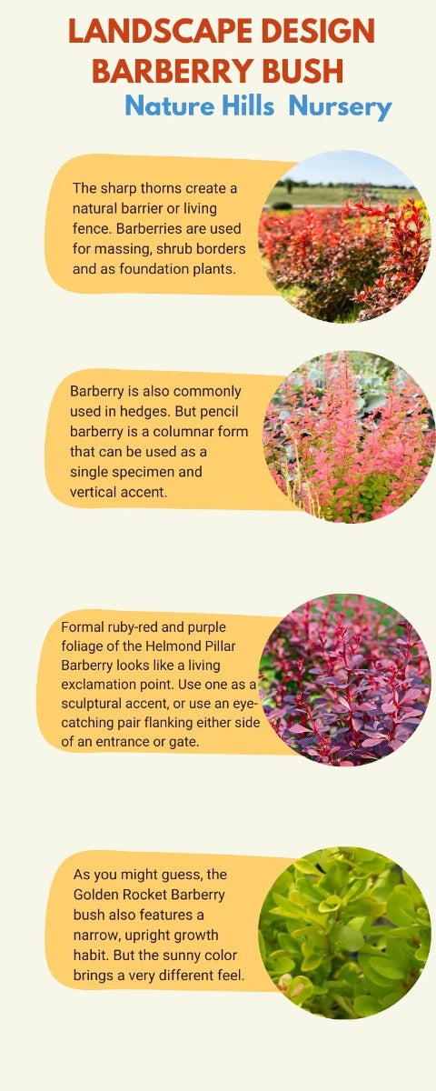 barberry infographic