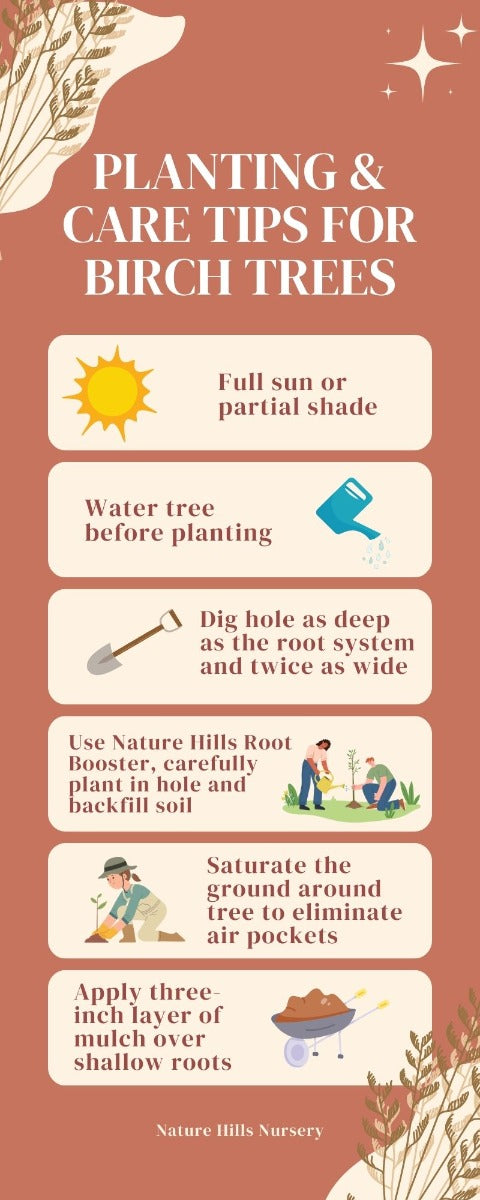 birch tree infographic