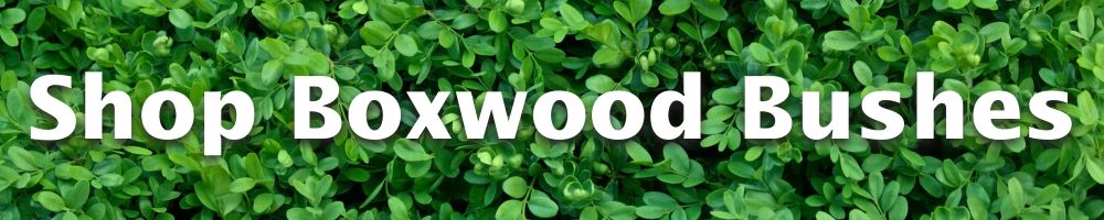 Shop boxwoods