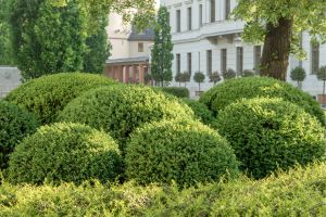 boxwood bushes