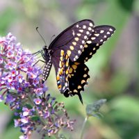 butterfly on butterfly bush