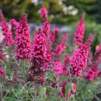 butterfly bush in bloom