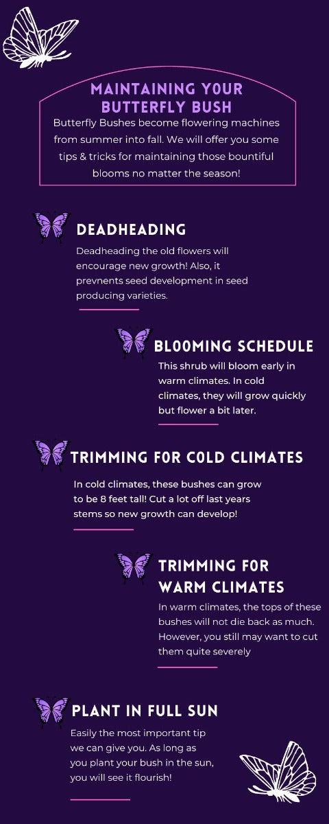 butterfly bush infographic