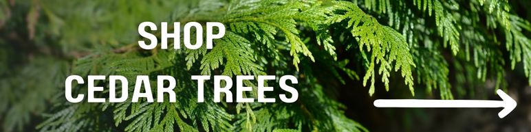 Shop Cedar Trees