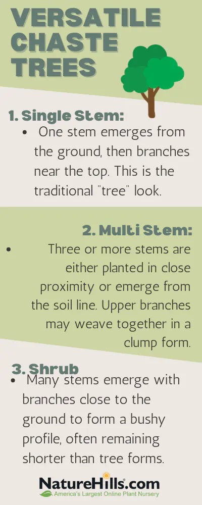 Chaste Tree Infographic