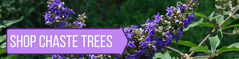 Shop Chaste Trees