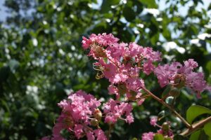 Crape Myrtle Shrubs