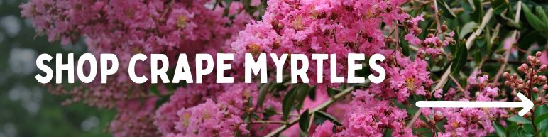 Shop Crape Myrtle
