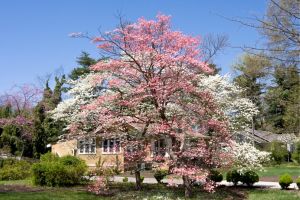 Flowering Dogwood full tree