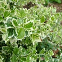 Euonymus bush leaves