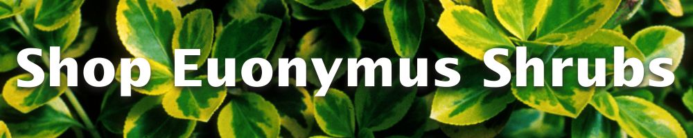 Shop Euonymus Bushes