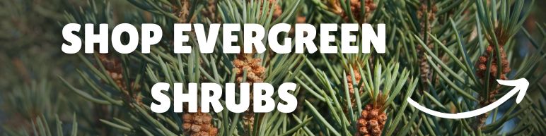 Shop Evergreen Shrubs