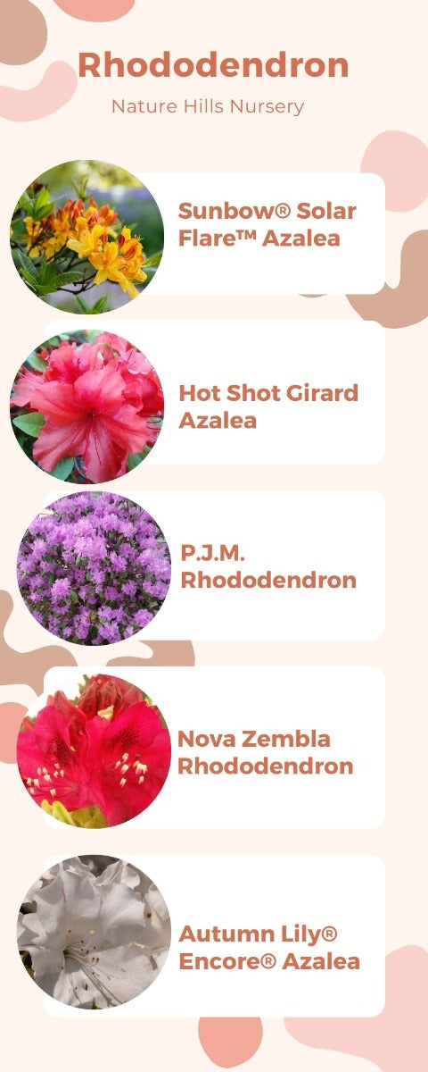 Rhododendron