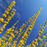 Yellow Forsythia