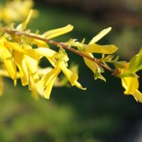 Forsythia Blossoms