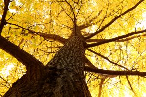 Ginkgo Tree