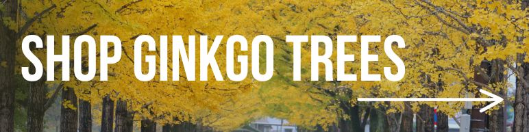 Shop Ginkgo Trees