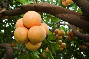 Grapefruits in a tree