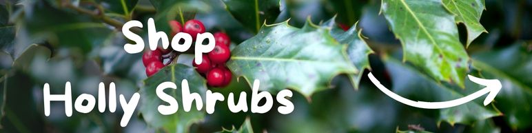 Shop Holly Shrubs