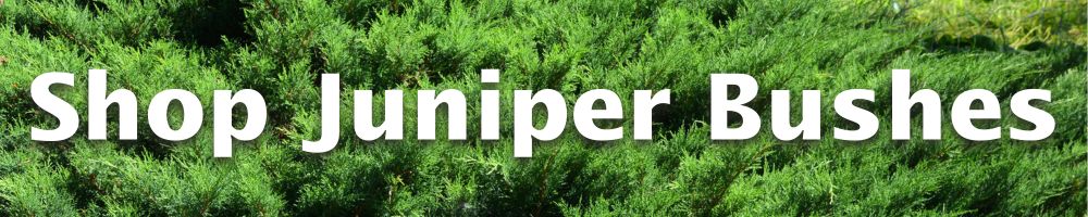 Shop Juniper Bushes