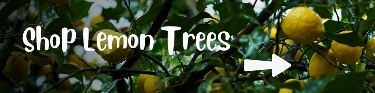 Shop Lemon Trees