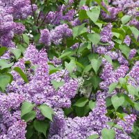 Purple Lilac Bush