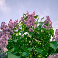 Perspective view of Lilac bush