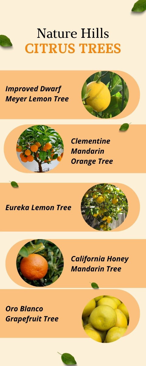 Nature Hills Citrus Trees
