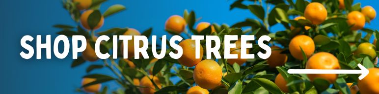 Shop Citrus Trees