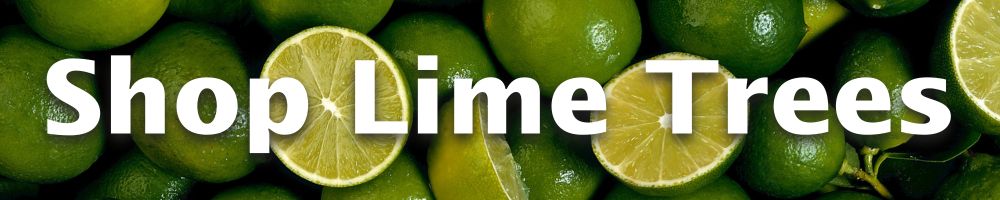 Shop Lime Trees
