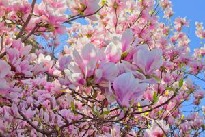 Pink Magnolia Trees