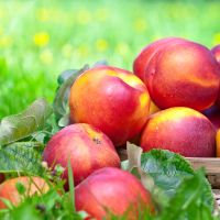 Nectarines in a basket