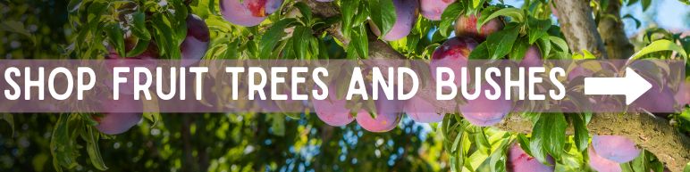 Shop Fruit Trees and Bushes