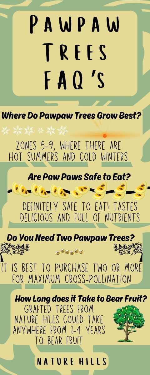 Pawpaw Trees FAQ's
