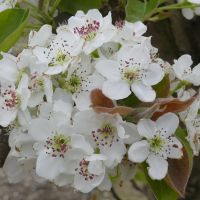 Pear blossom