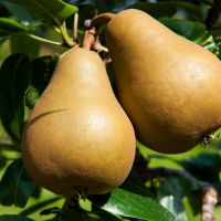 two brown pears close up