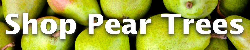 Shop Pear Trees