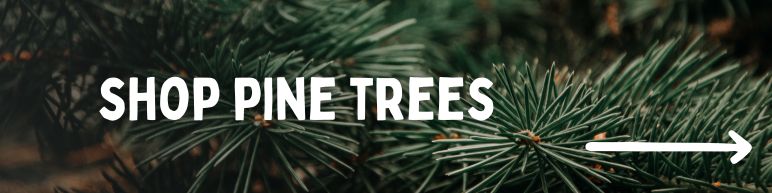 Shop Pine Trees