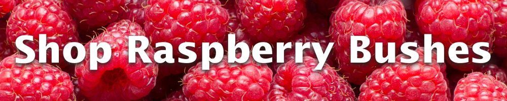 Shop Rasberry Plants
