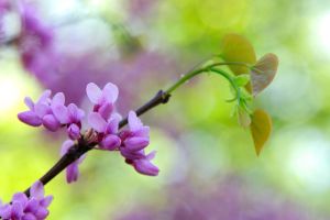 Redbud Flower