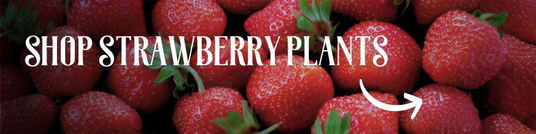 Shop Strawberry Plants