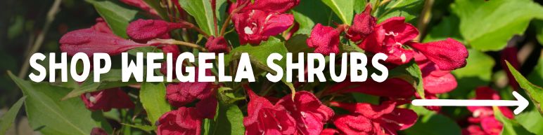 Shop Weigela Shrubs