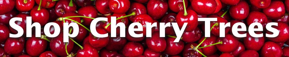 Shop Cherry Trees