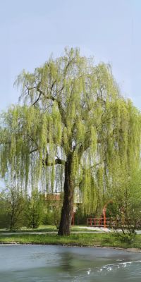 Willow Tree